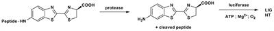 Synthesis of N-peptide-6-amino-D-luciferin Conjugates